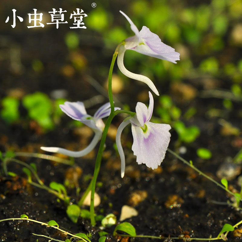 食虫植物小蓝蓝兔狸藻水陆陆生办公室桌面绿植绿植