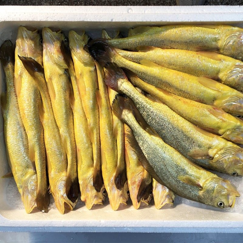 4条肚子左右7两每条小肚修长身材大黄鱼生态黄鱼