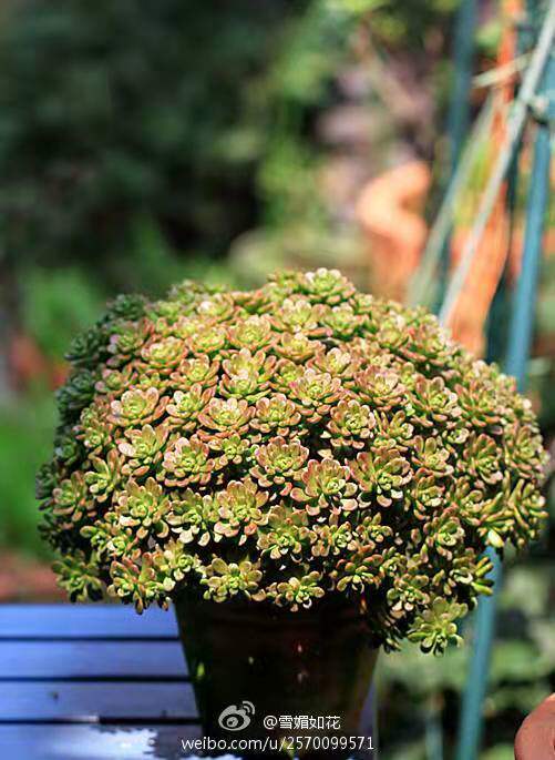 植物清仓日本小松多肉办公室防辐射室内盆栽绿植多肉植物