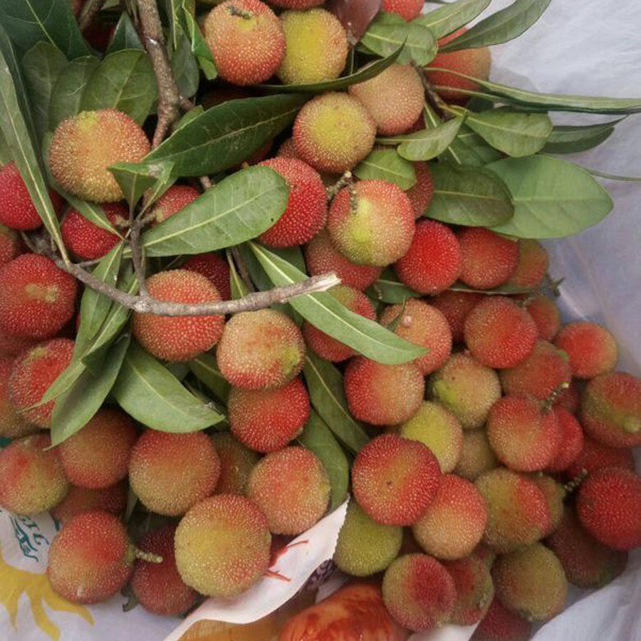 杨梅顺丰包邮酸泡酒专用孕妇水果青红小果现摘杨梅