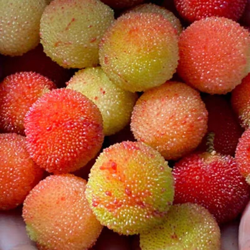 杨梅顺丰包邮酸泡酒专用孕妇水果青红小果现摘杨梅