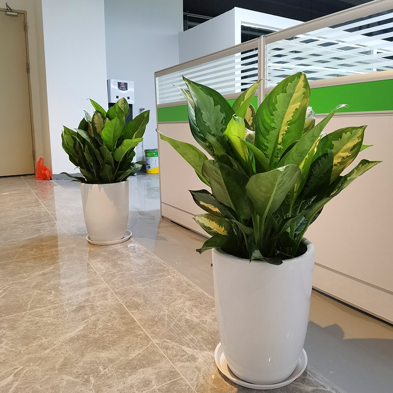 雅丽皇后盆栽养活净化空气绿植办公办公桌桌面植物绿植
