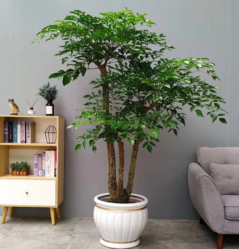 富贵树喜阳前台接待前台喜阳幸福树大型盆栽绿植大颗植物深圳同城