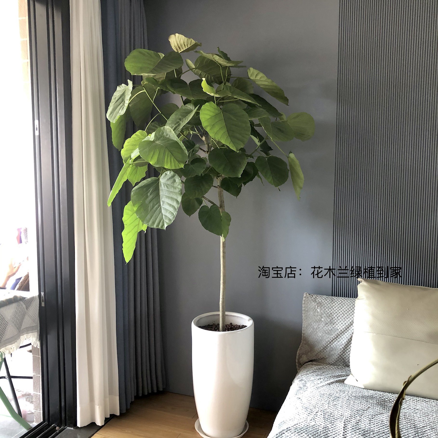 爱心大叶型盆栽花卉网红同款绿植居家居家客客厅绿植