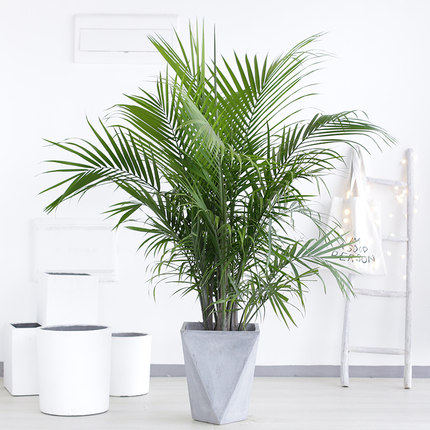 国王椰子喜阳绿植阳台室外盆栽绿植