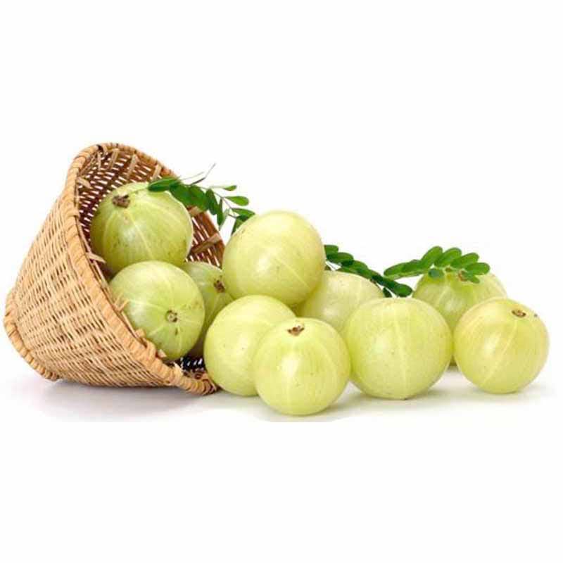 潮汕现摘新鲜余甘果柿饼甜种油甘油柑果滇橄榄其它