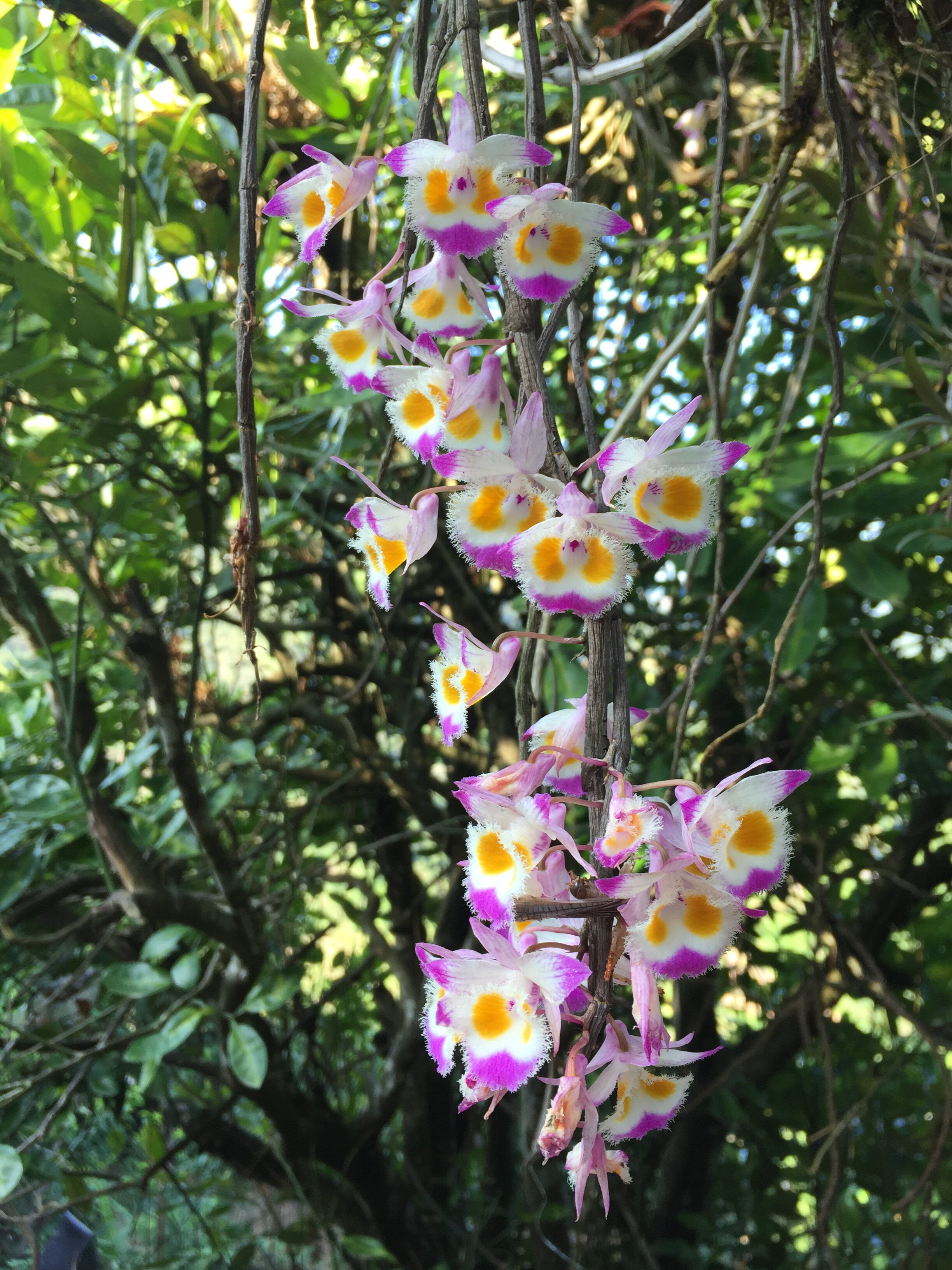 石斛齿瓣云南霍山铁皮赤水金钗紫皮附生花卉时令草本花卉