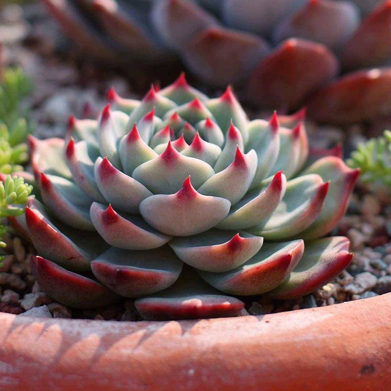 多肉吉娃娃植物大型景天天科水蜜桃老桩多肉群生肉多肉植物