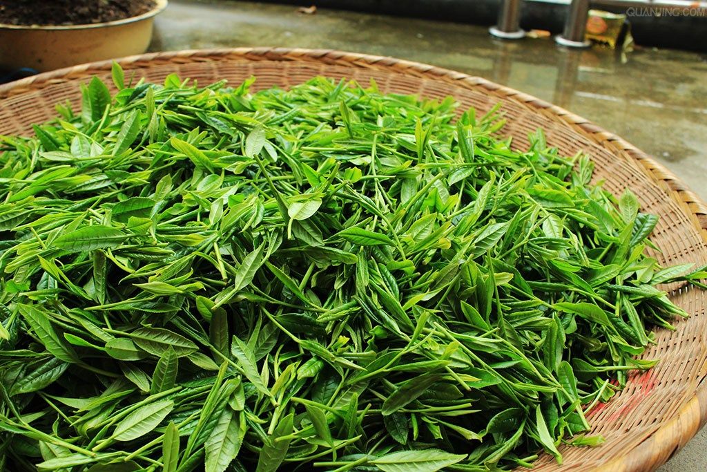 2022年5月新茶太白茉莉花茶茶叶3件包邮四川江油再加工茶