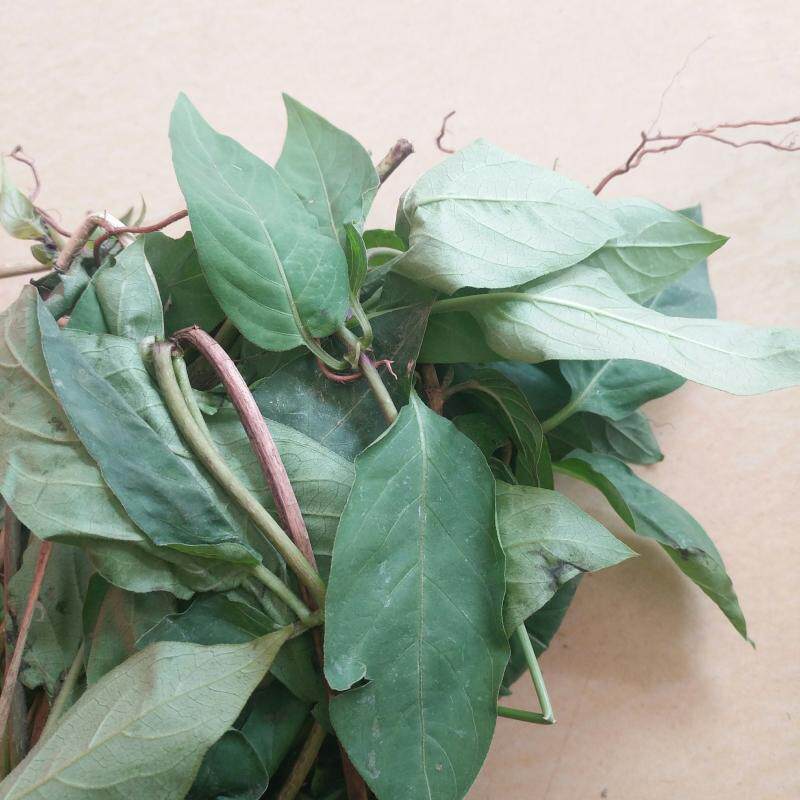 现摘新鲜鸡屎藤现采臭屁藤通气藤皆治藤鸡矢其他药食同源食品