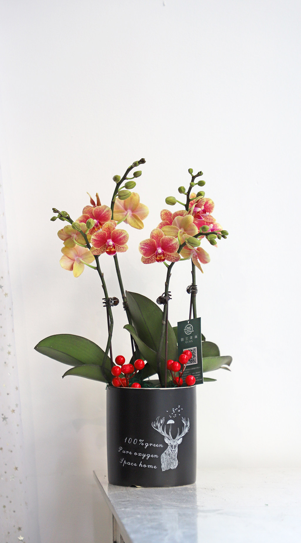 蝴蝶兰小盆盆栽创意室内桌面客厅高档花卉绿植花卉