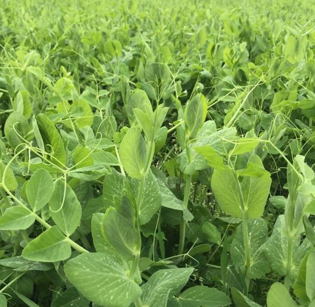 四川特产新鲜豌豆尖德阳豌豆苗时令素菜火锅煮汤蔬菜4斤食用