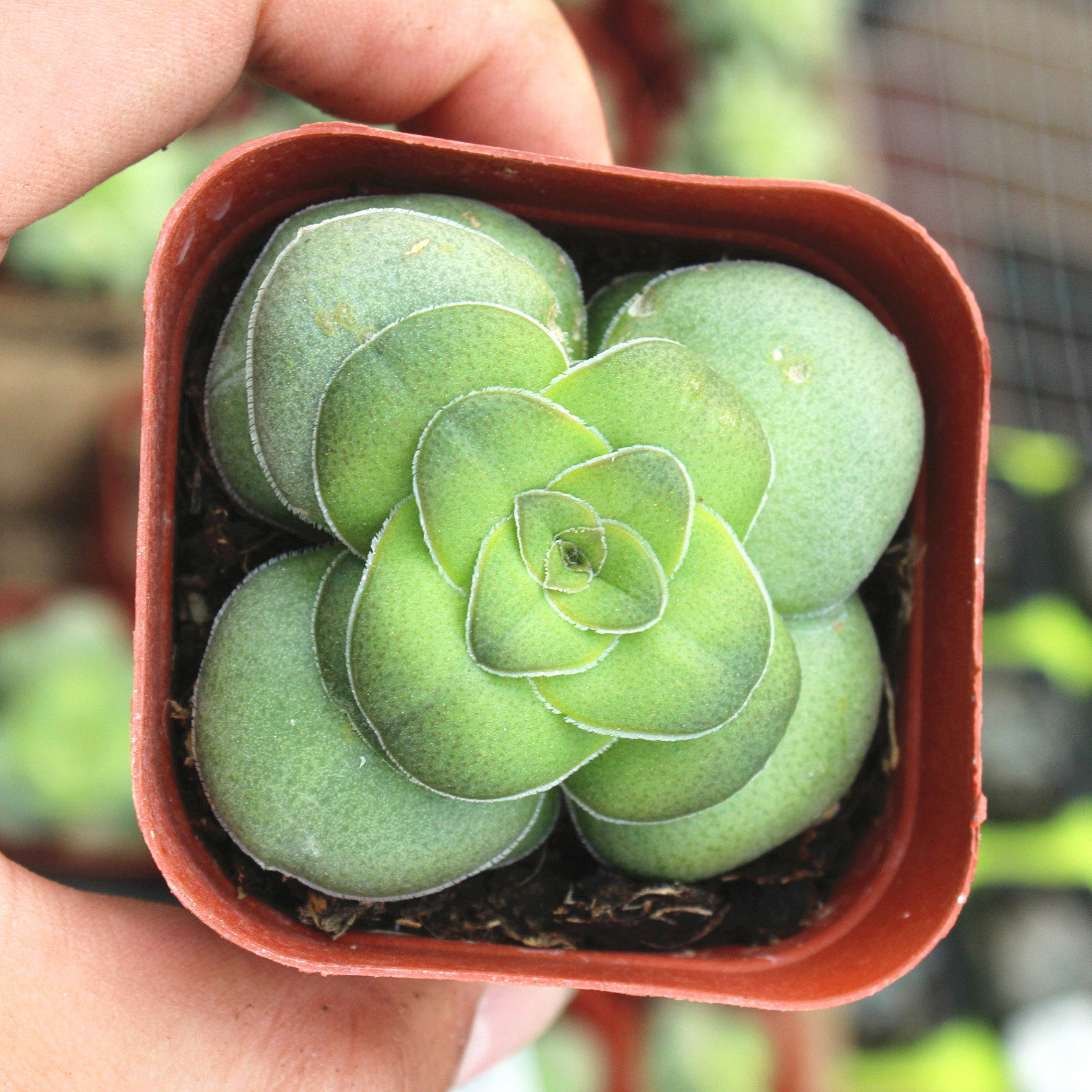 盆栽植物多肉银蚕雪蚕花椿康兔子多办公室迷你多肉植物
