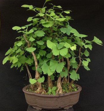 盆景银杏树微型丛林果树银杏树苗素材盆栽小盆时令草本花卉
