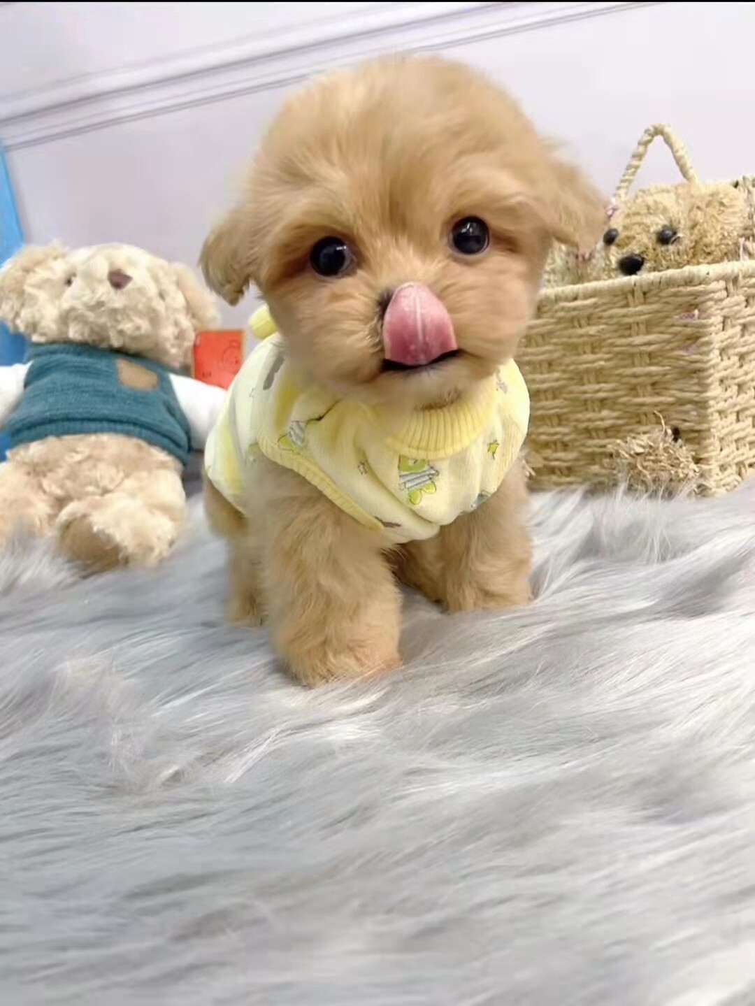 香槟色马尔济斯幼犬:超小体型的可爱担当