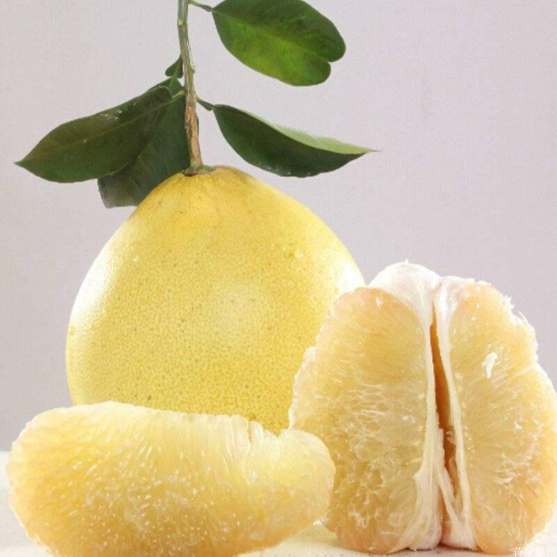 正宗湖南黔阳冰糖柚子孕妇红柚新鲜时令水果柚子