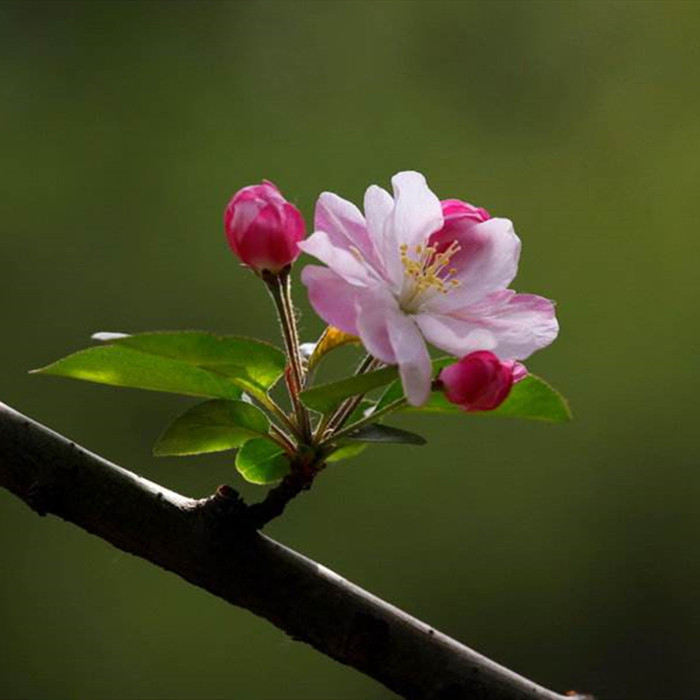 海棠花干花押花美甲国艳压花枝叶6枝植物干花