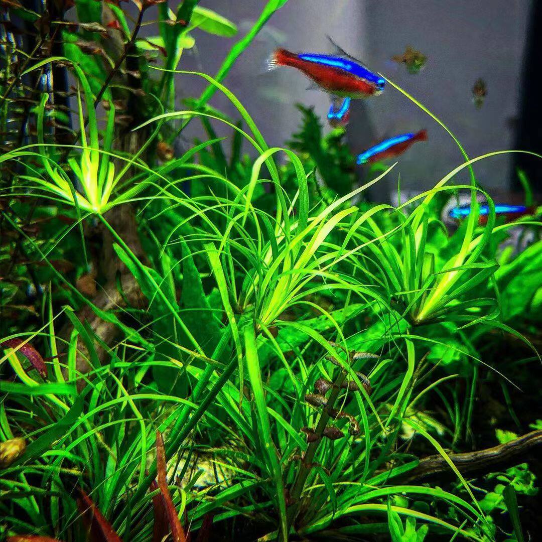 水草赤焰灯芯稀有风车箦藻自养水下叶草造景水草