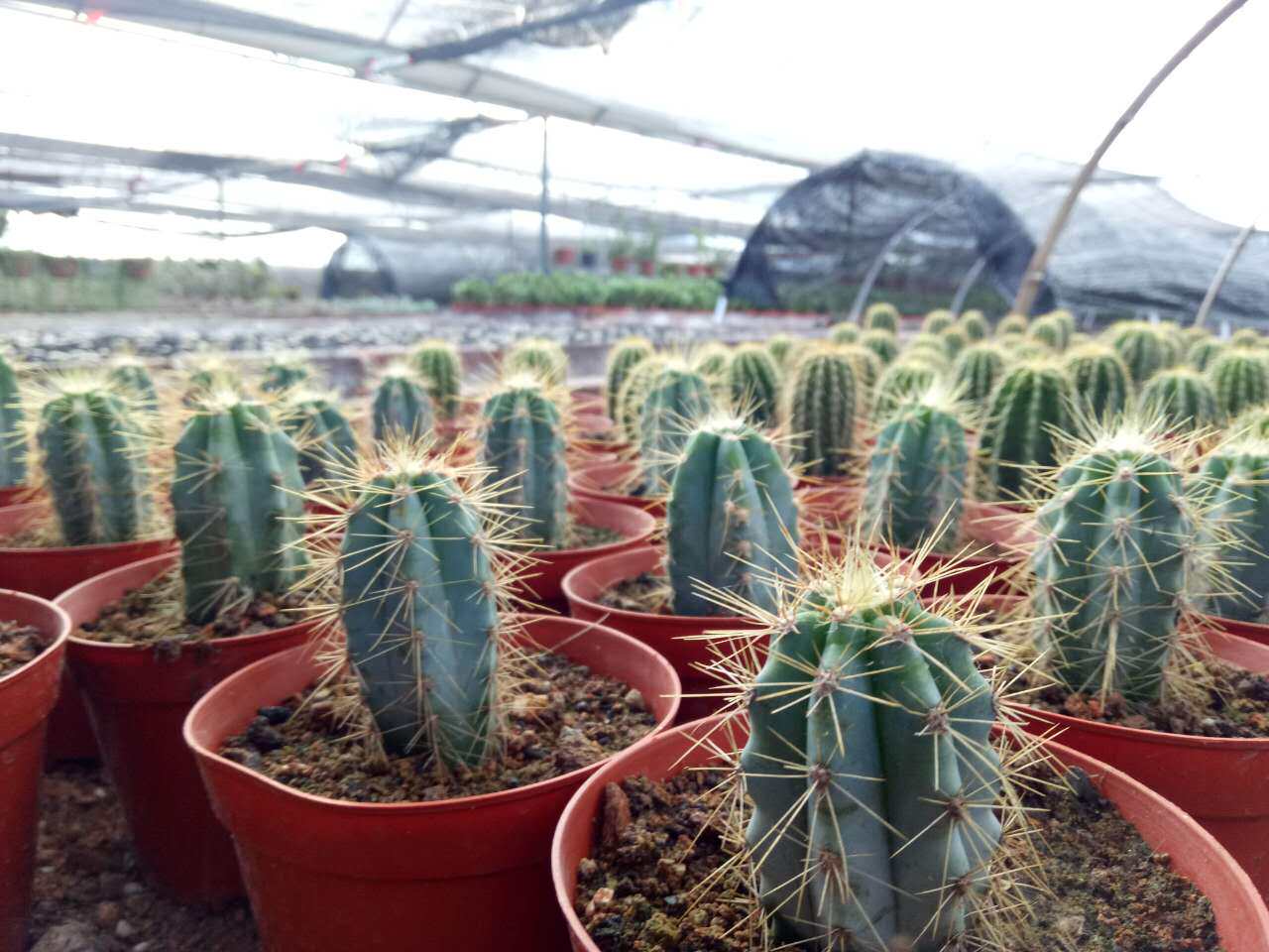 漳州仙人天柱蓝天小苗仙人掌柱子嘟嘟蓝色蓝柱多肉植物