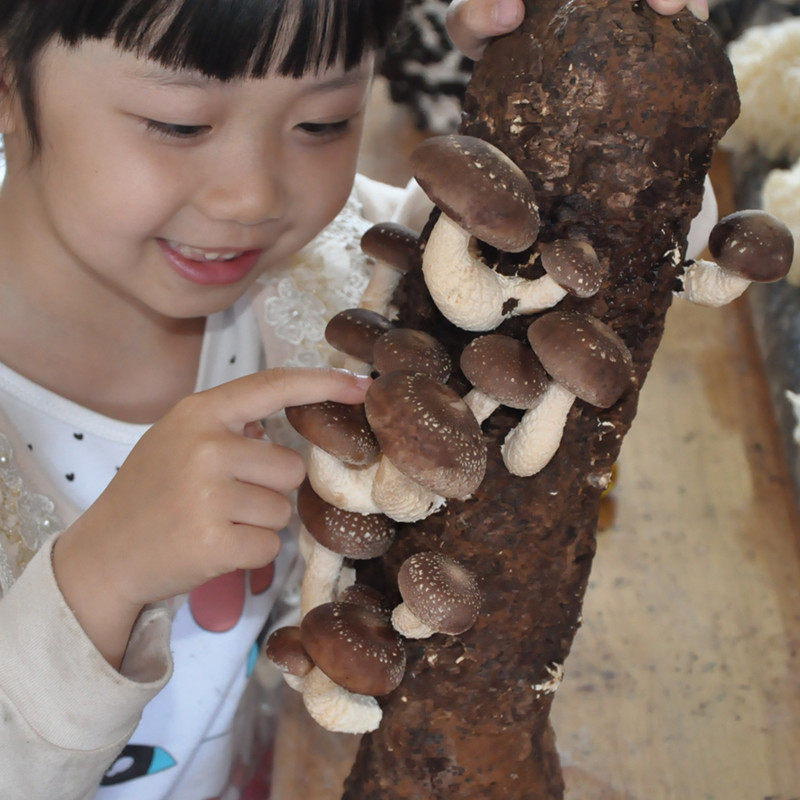 食用菌棒菌包香菇蘑菇种菌棒家庭室内种植阳台趣味包邮冬菇花菇