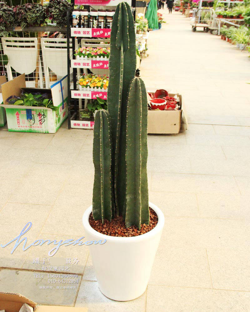 盆栽植物量天尺多肉净化空气防辐射招财镇风水绿植