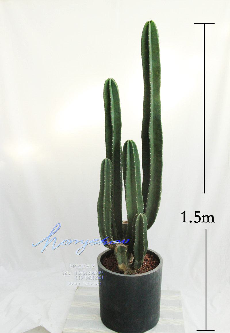 盆栽植物量天尺多肉净化空气防辐射招财镇风水绿植