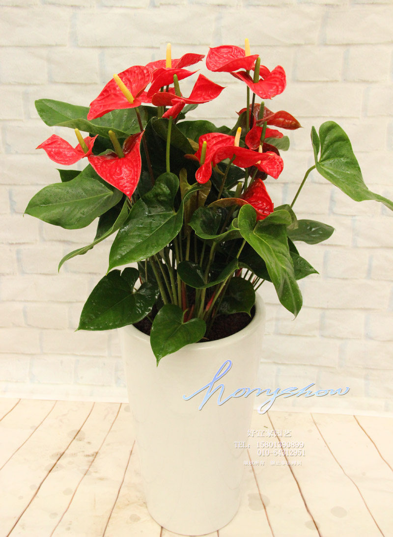 红掌 拉丁学名 anthurium andraeanum 别  称 花烛安祖花火鹤花红鹤芋