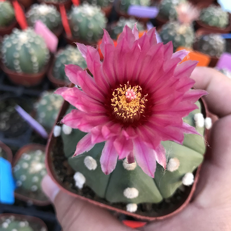 稀少品种赤浓花兜红花仙人球星防辐射室内多肉多肉植物