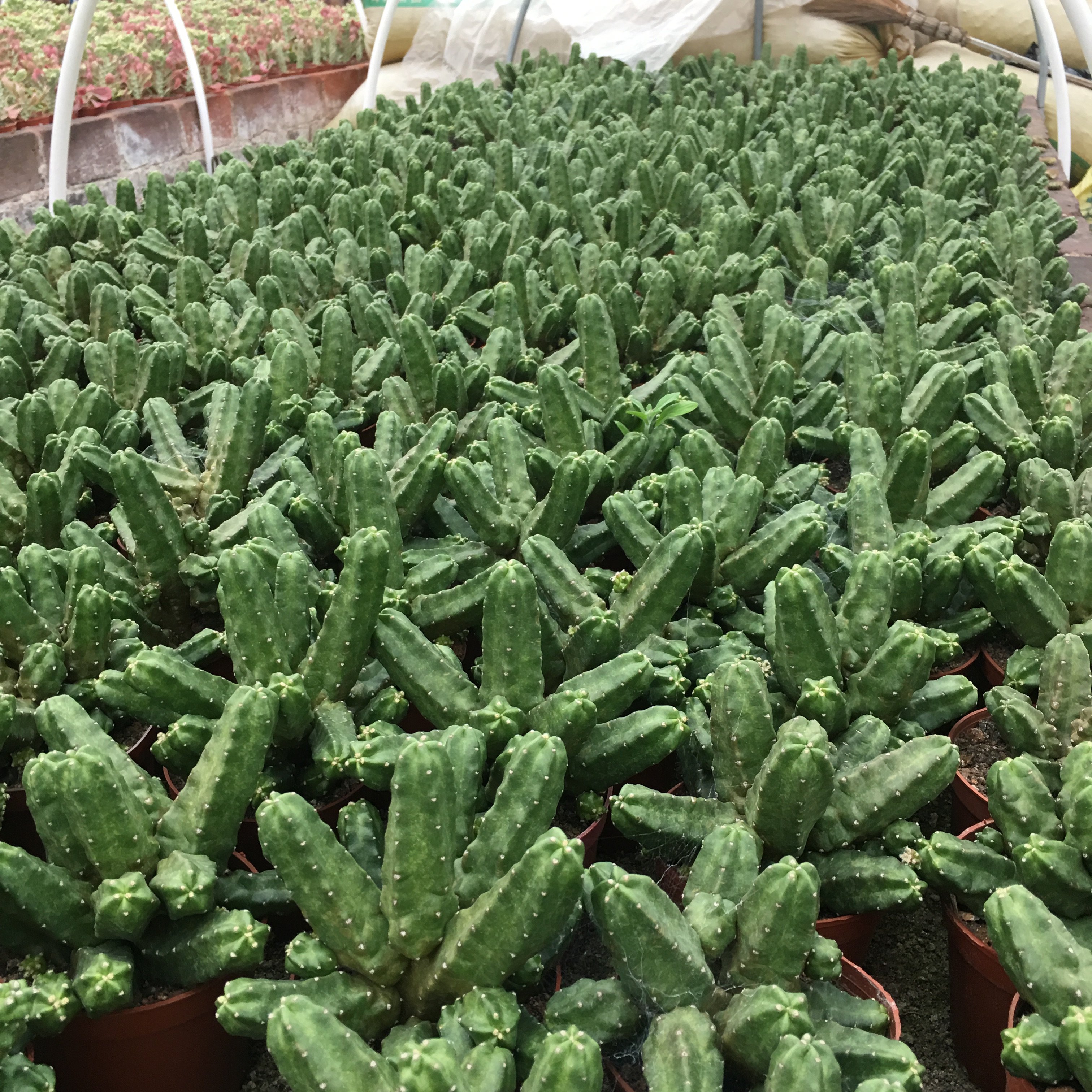 仙人桃太郎开大花仙球无鹿角柱属防辐射多肉植物多肉植物