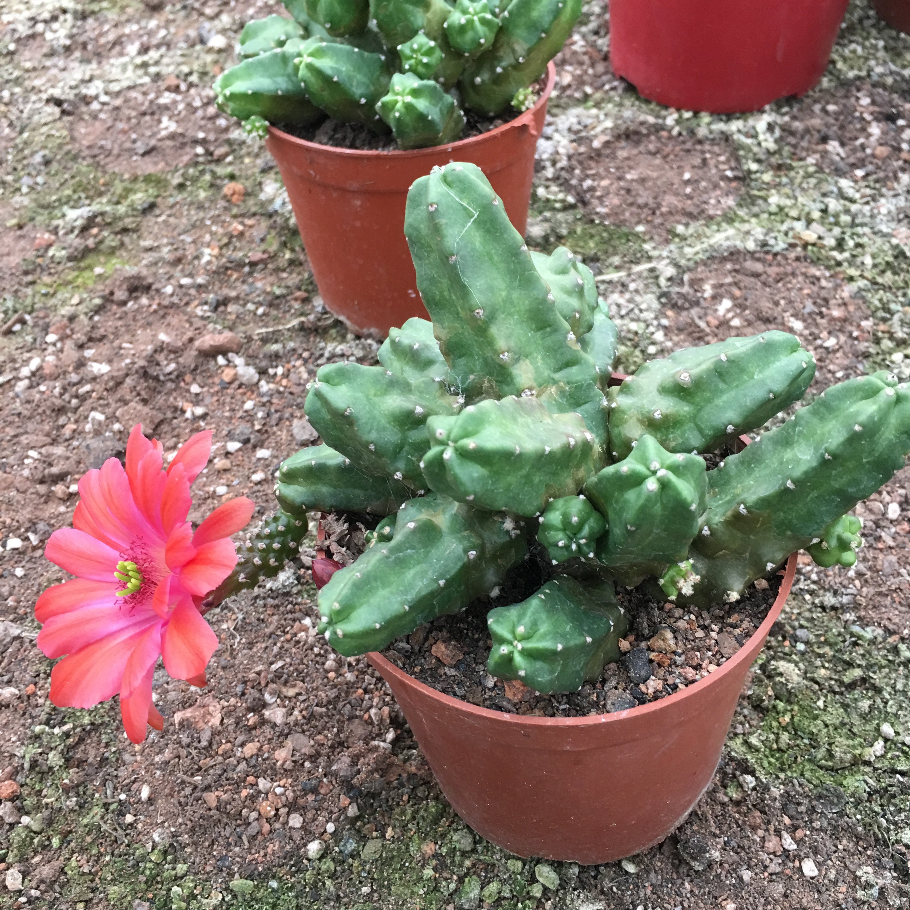 仙人桃太郎开大花仙球无鹿角柱属防辐射多肉植物多肉植物