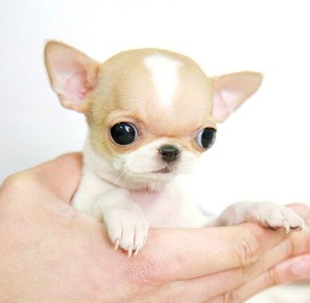 东北虎是国家几级保护动物