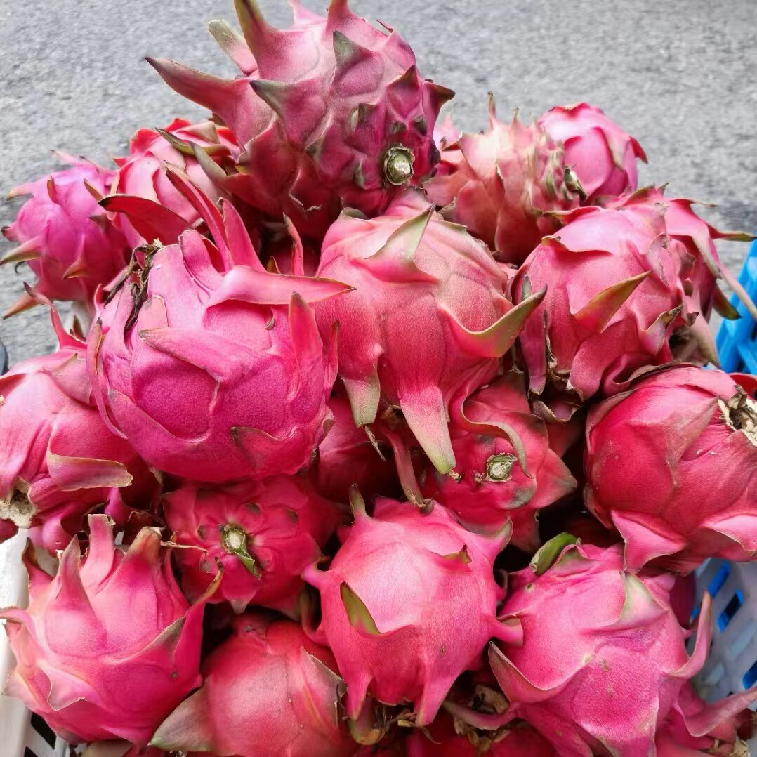 贵州关岭红心火龙果自然果园发现新鲜5斤包邮火龙果