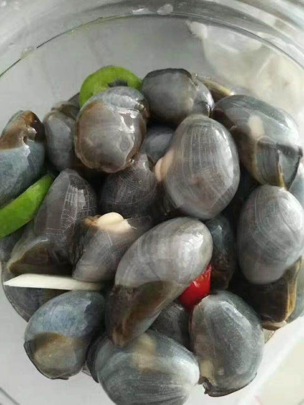 泥螺大连庄河新鲜野生大泥溜子即食盐卤含汤泥螺