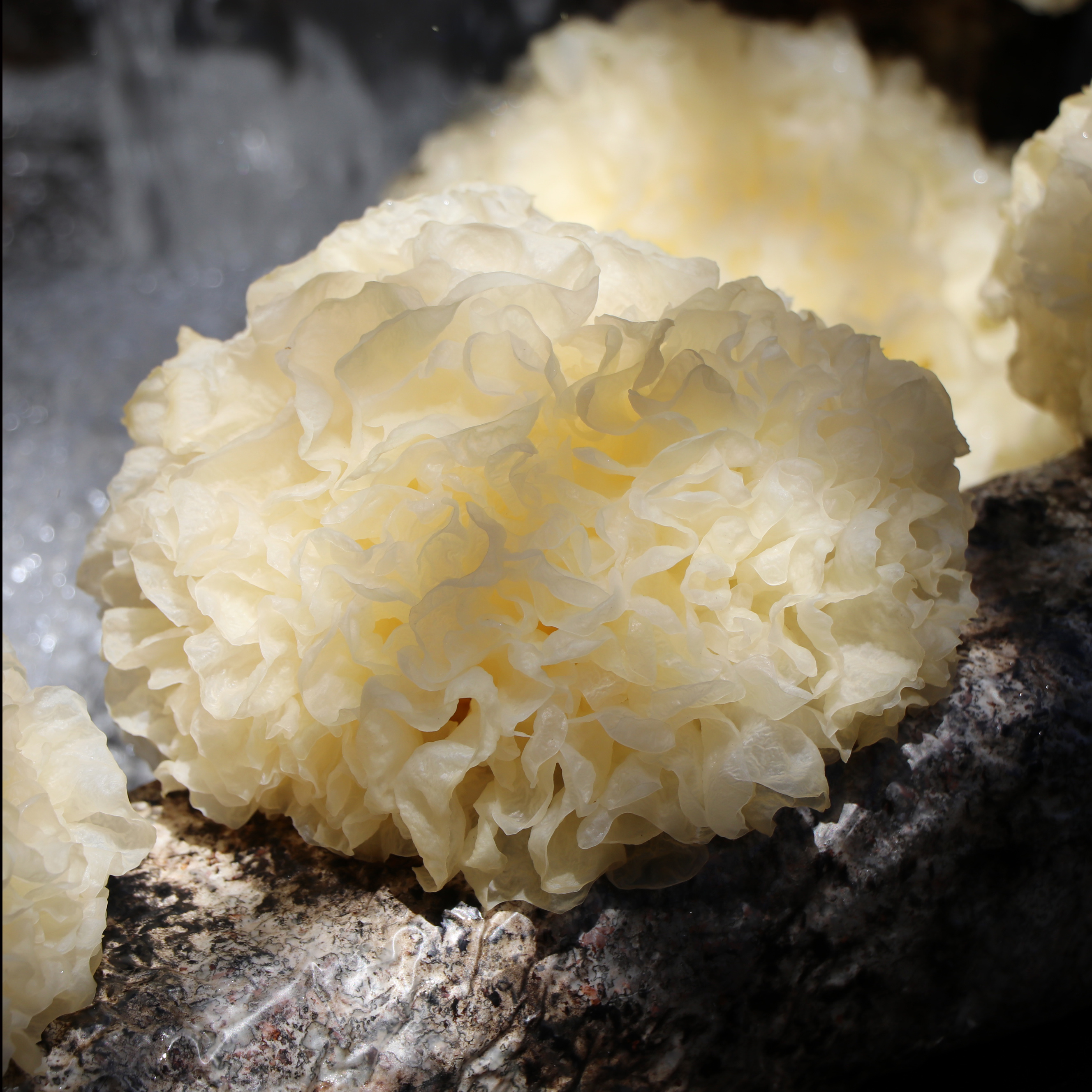 深山非干软糯包胶多木耳白木耳天然新鲜鲜活农家新鲜松茸