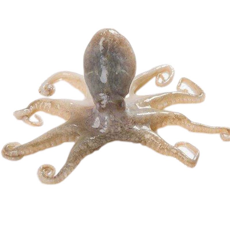 野生八爪新鲜大爆头短腿冷冻章鱼大米冷冻章鱼