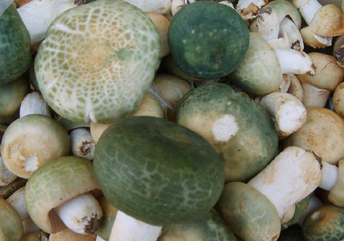 云南新鲜野生菌云南特产山珍特级青头菌500克现货销售2斤包邮