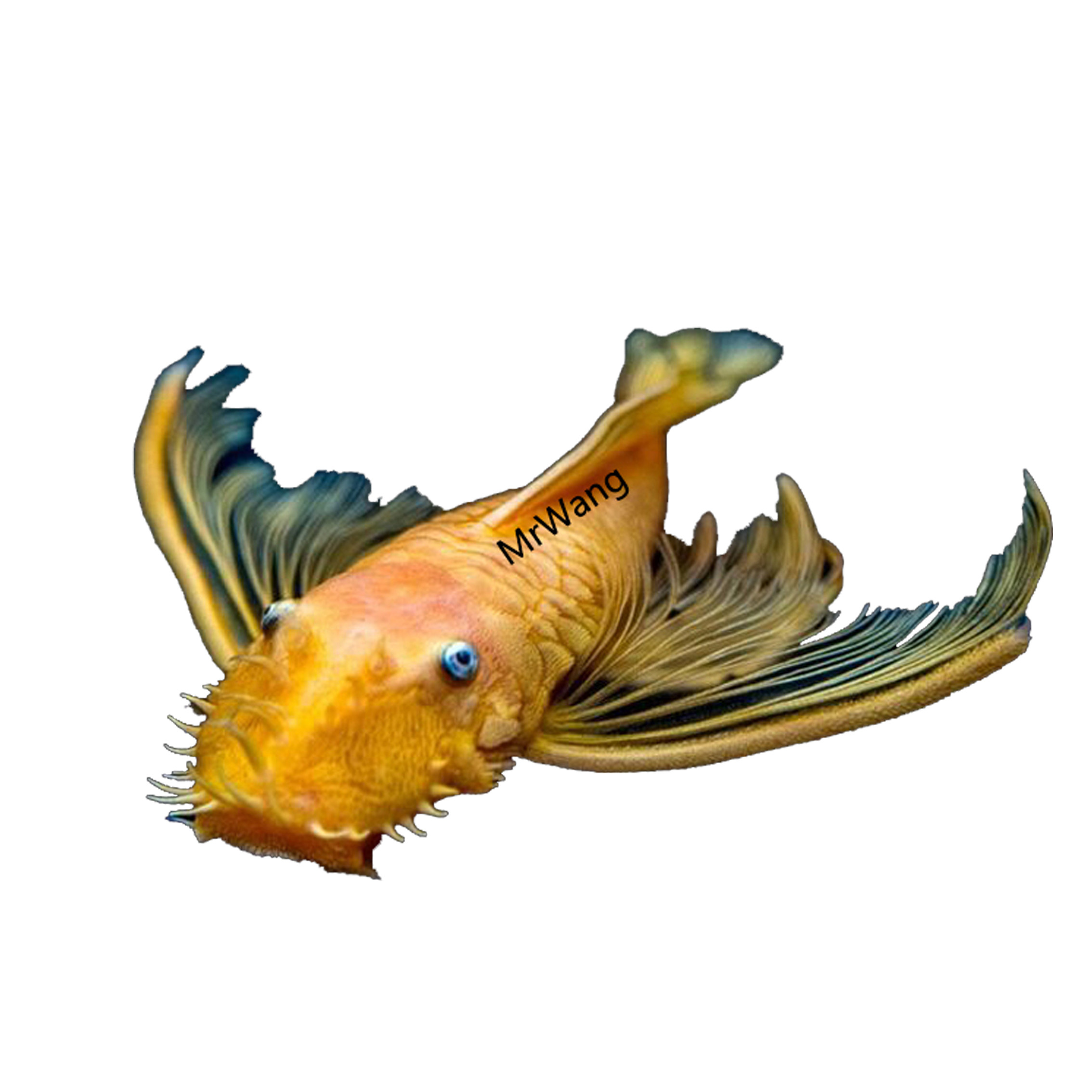 清缸工具鱼蓝红眼24k黄金大胡子大帆活体热带鱼