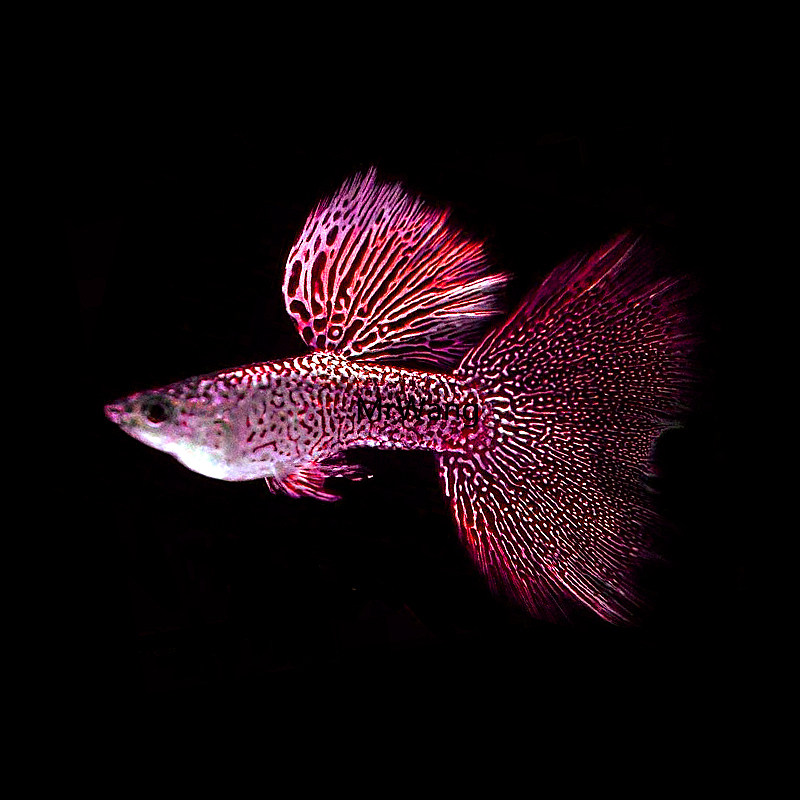 循鱼mrwang德国进口珊瑚红银蕾丝精品孔雀热带鱼鱼