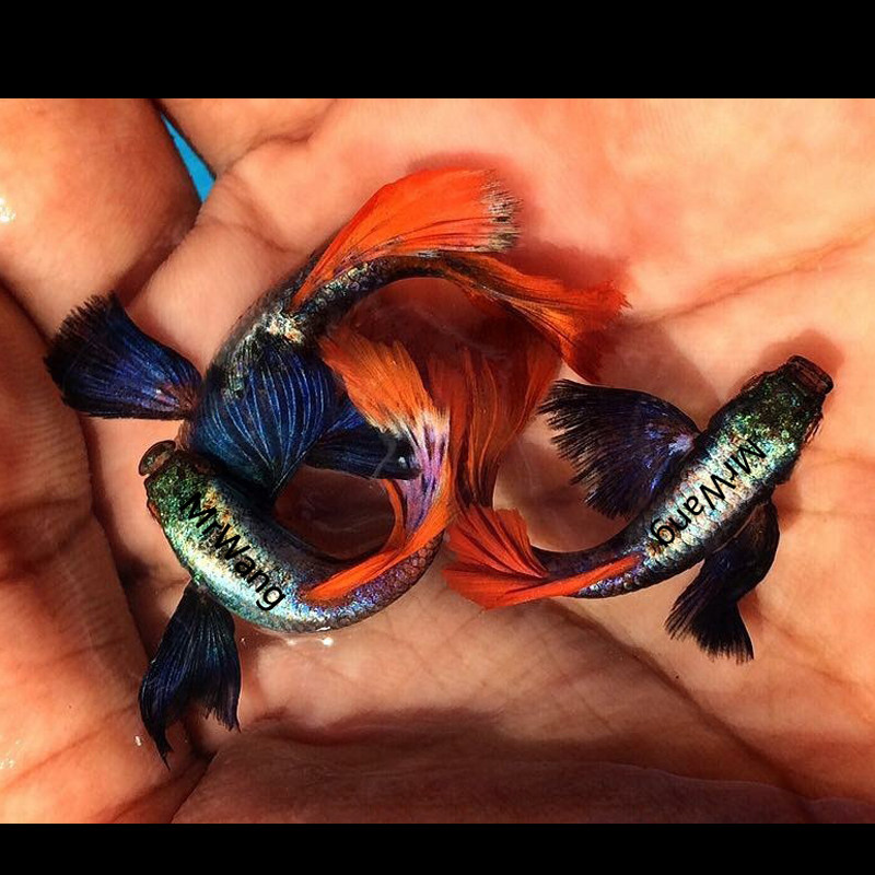 孔雀泰国鱼满热带鱼观观赏精品进口大耳朵金红白金红鱼