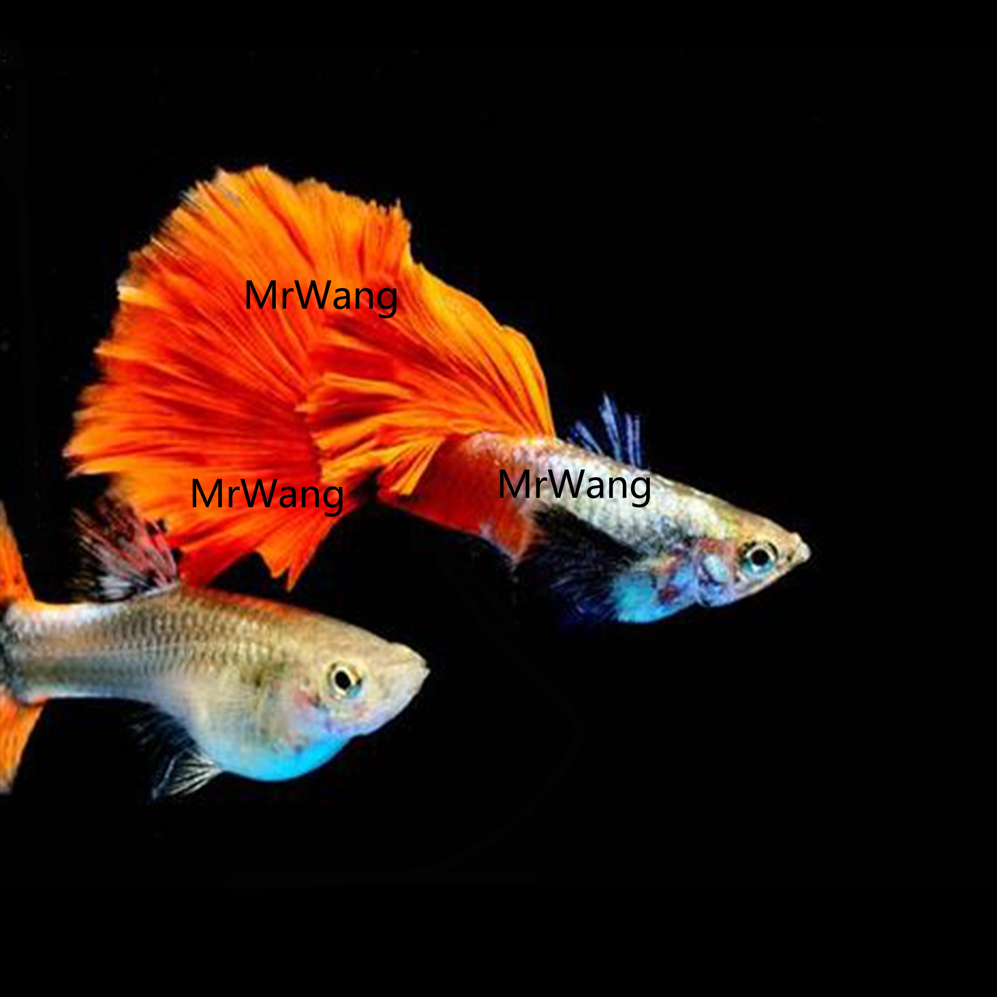 孔雀泰国鱼满热带鱼观观赏精品进口大耳朵金红白金红鱼