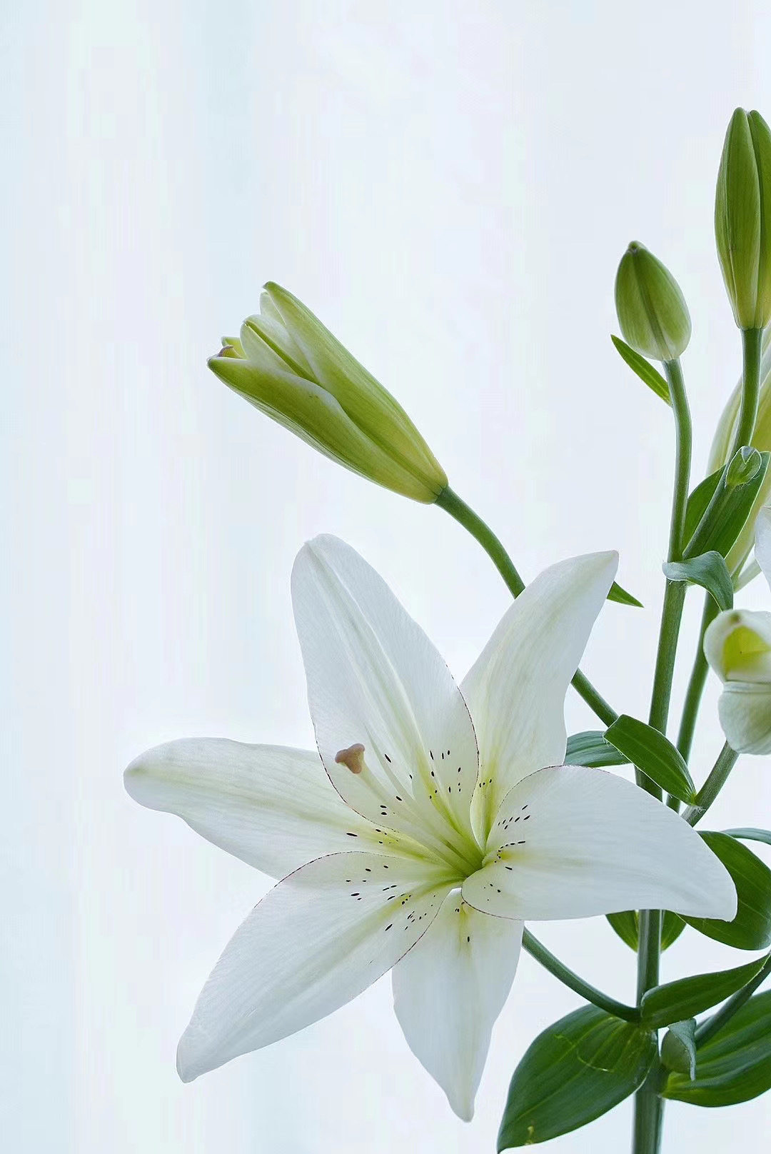 荷兰进口单瓣眼线百合花高端鲜花速递包邮上海同城鲜花速递同城