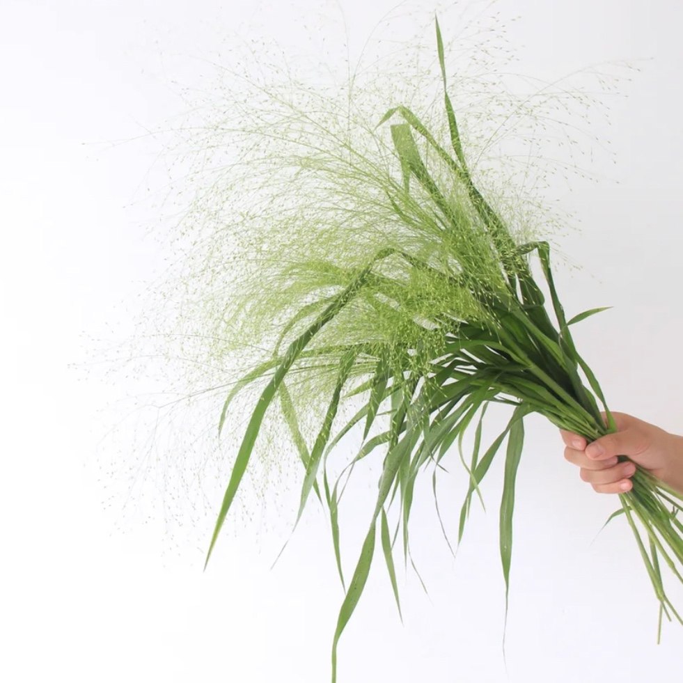 进口喷泉草 鲜花鲜切花配花辅材 全国鲜花速递江浙沪皖包邮10枝