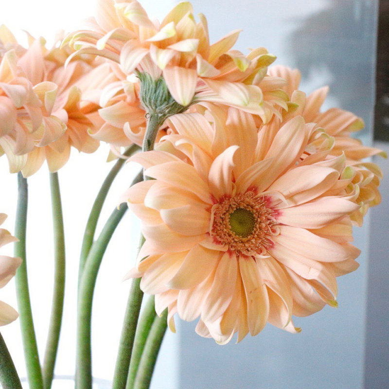 荷兰进口非洲菊卷边花瓣扶郎爱花小资美女好心情鲜花速递同城