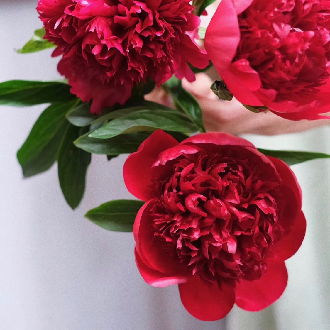 荷兰进口红色芍药鲜花速递上海同城江浙沪包邮手捧花鲜花速递同城