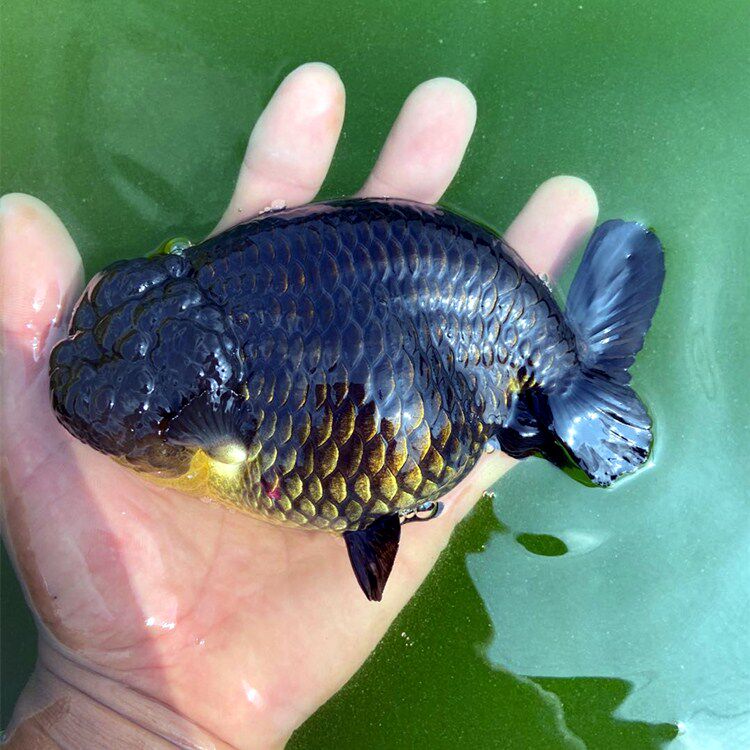 金鱼活体观赏鱼淡水鱼精品兰寿宠物潘氏黑色色兰鱼