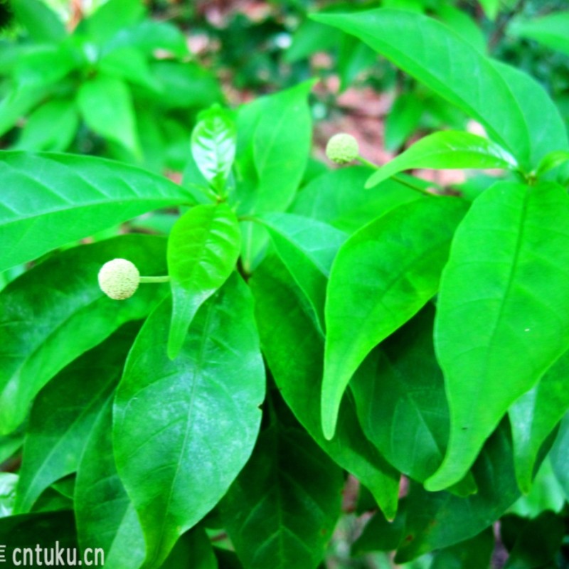 水杨杨梅杨柳水毕鸡沙金子石榴水金铃白消木绿植