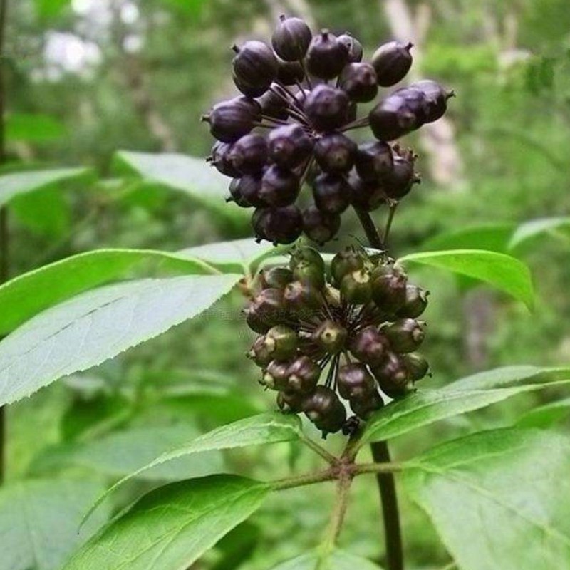 五加刺拐棒坎棒子一百老虎四季种植盆栽草药绿植