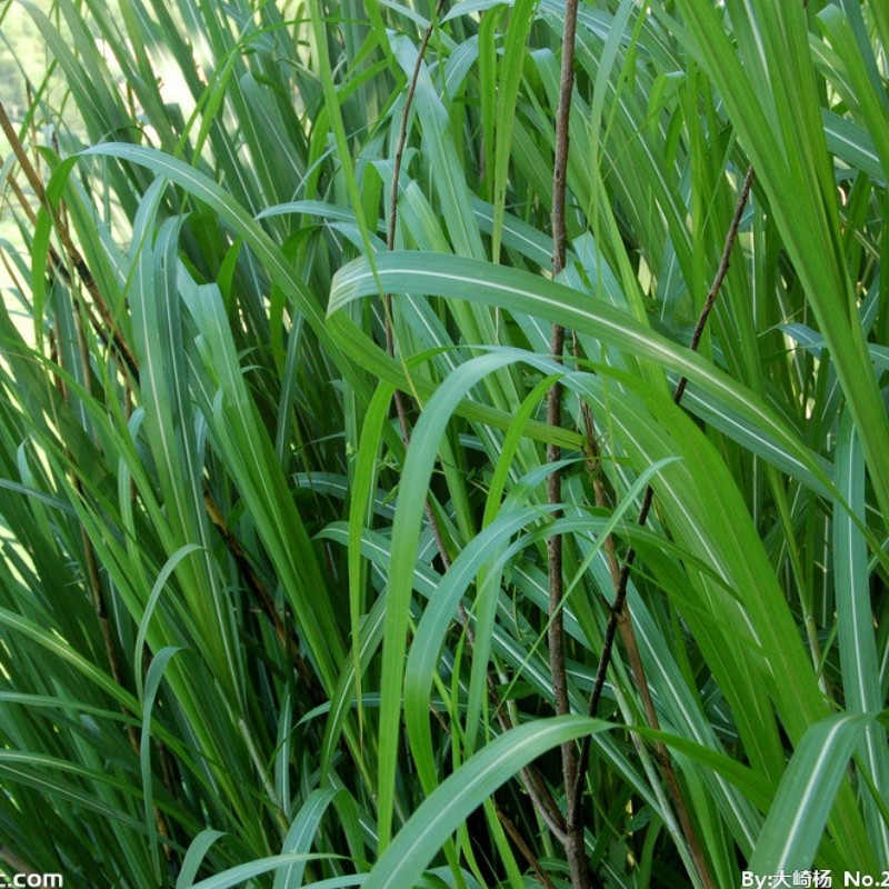 芭茅草药中药材盆栽种植芒种五节芝茎竿芒描述大型绿植