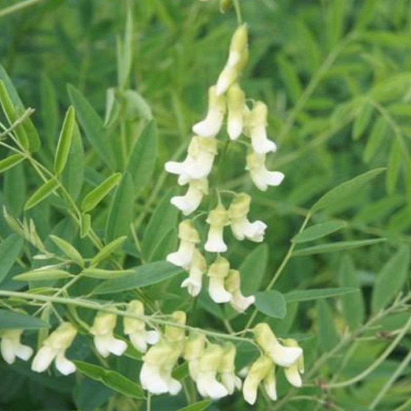 骨地苦参野槐好汉枝苦槐山苦骨药材种植盆栽绿植