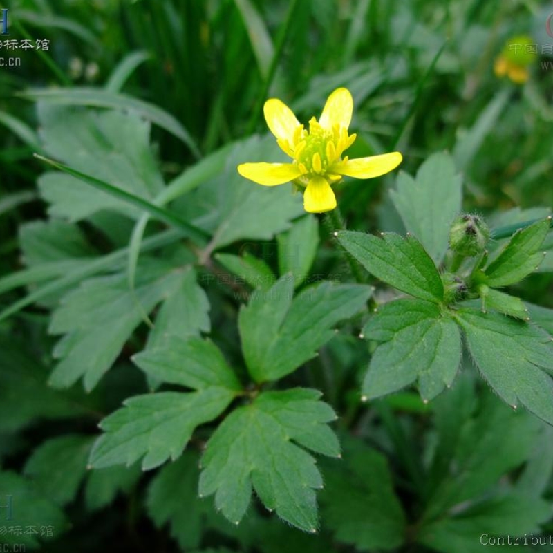 毛茛鱼疔草鸭脚脚板野芹菜山辣椒老虎脚爪草毛芹菜大型绿植